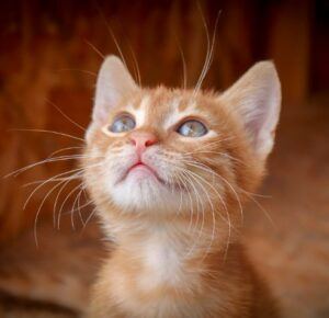 orange kitten, head; shoulders, looking up