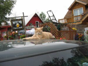 Ginger cat on car hood