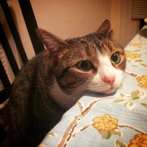 Tiger cat with head on table, looking hungry