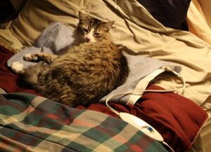 cat lying on heating pad