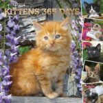Orange kitten on wall calendar