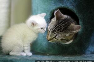 cat in felt bed, sniffing kitten through the opening