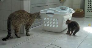 cat and kitten, quarreling