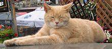 Mr. Stubbs, a ginger cat