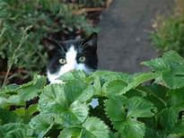 Black & white cat in strawberries