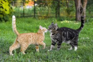 Two cats saying hello