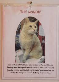 Poster picture of Mayor Stubbs, a ginger cat