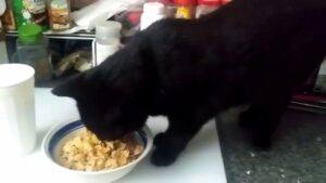black cat eating cereal