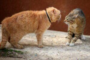 Two cats disagreeing