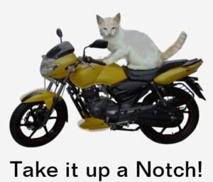 white cat on motorcycle