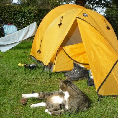 tiger cat lying near yellow tent