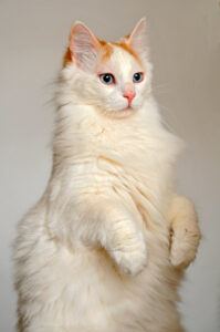 Turkish Van cat sitting up on hind legs