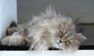 Silver Persian, reclining