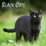 2021 calendar: black cat
