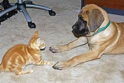 Large dog and small cat sitting, facing each other