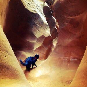 Black cat walking through sculpted rocks