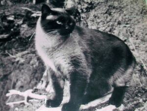 Siamese cat, standing