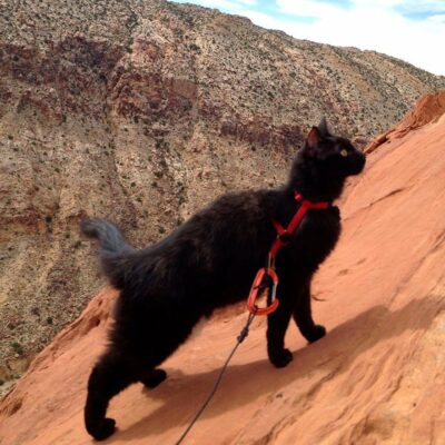 black cat in harness & leash climbing rock cliff