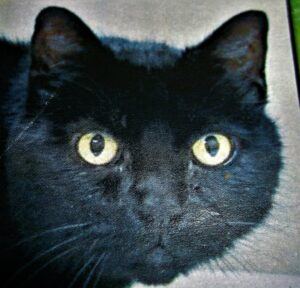 Face of black cat