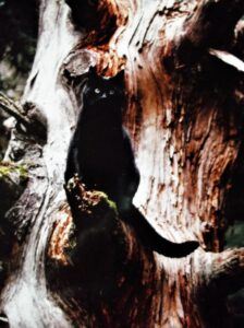Black cat sitting on tree trunk stump