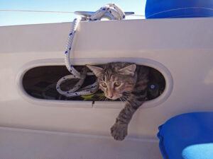tiger cat looking out of boat gunnel