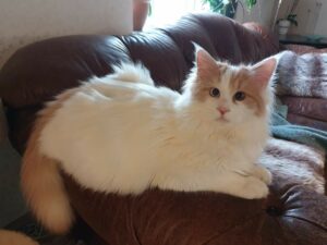 Turkish Van cat sitting on arm of sofa