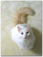 Turkish Van cat sitting; looking up