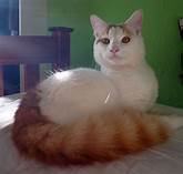 Turkish Van cat lying down; gorgeous tail