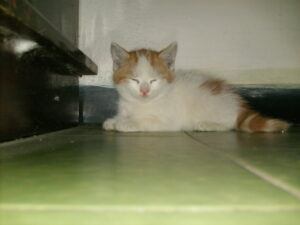 Turkish Van kitten, lying down