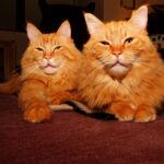 Two longhaired orange cats, lying down