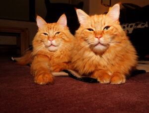 Two longhaired orange cats, lying down