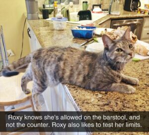 striped cat with foot on barstool and front half on counter