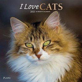 Wall calendar: orange & white longhaired cat