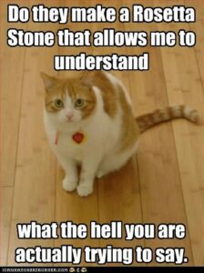 orange cat, puzzled at what is being said