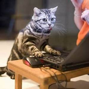 Tiger cat sitting at computer