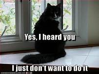 Black cat: "Yes, I heard you; I just don't want to do it