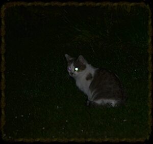 Cat at night, showing glowing eyes
