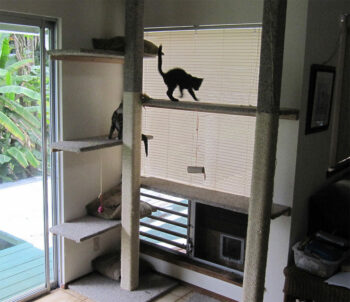 Cats climbing on high shelves