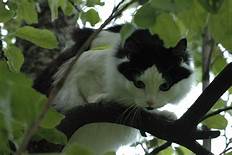 Black & white cat in tree