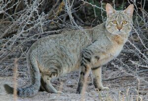 African Wildcat (Felis silvestris)