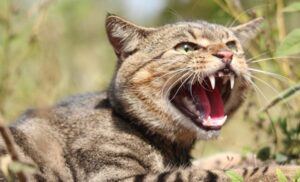 Tiger-striped feral cat snarling
