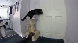Cat on cat tree, opening door