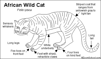 Drawing of African Wild Cat, showing distinguishing features