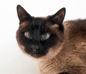 Cross-eyed Siamese