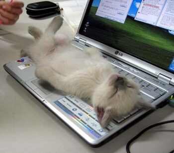 kitten asleep on computer keyboard