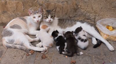 Cat with kittens and friend cat