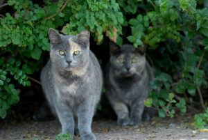 two grey feral cats