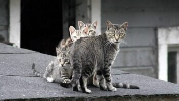 Feral cat family