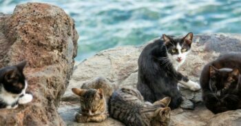 Group of feral cats on rocks near water