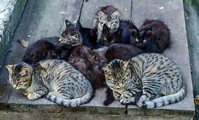 group of feral cats sleeping in a wide step